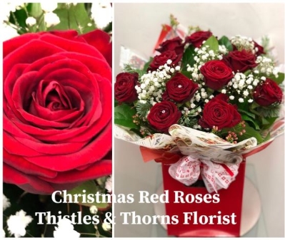 Christmas Red Roses