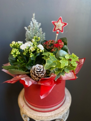 Festive Planter